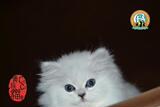 福源爱宠猫舍直销金吉拉宠物猫活体猫咪 幼猫 纯种金吉拉猫出售