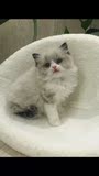 【CAT KEY】CFA带证书 海豹双色 布偶猫 超甜美 弟弟 布偶 海双