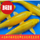 纯种日本黄金锦鲤后代鱼苗 观赏鱼 冷水鱼锦鲤活体 3 条全国包邮