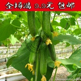 黄瓜种子四季播好种种菜盆栽蔬菜种子蔬果天色种业一年生播种健康