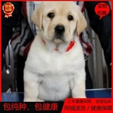 北京出售拉布拉多犬纯种拉布拉多幼犬导盲犬宠物狗狗活体家养0222
