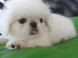 出售纯种北京京巴幼犬赛级宫廷犬超可爱长不大雪白的宠物狗狗45
