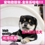 北京犬舍低价出售活体日本纯种柴犬狗幼犬高品质宠物狗出售BJ-19