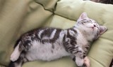 上海自家饲养**银虎斑标准纹 美短 美国短毛猫 优质赛级猫