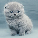 宠物小猫咪纯种英国短毛猫英短蓝猫立耳折耳活体幼猫幼崽宠物猫2