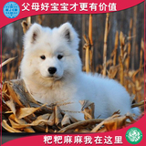 纯种双血统赛级萨摩耶犬 中型白色幼犬 活体宠物狗狗健康特价出售