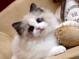 超靓的美国布偶猫 带繁育权蓝山猫双色布偶 有证