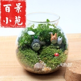 玻璃罐小世界双龙猫桌面摆件植物 水培苔藓植绿植物微景观生态瓶