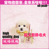 精品泰迪犬纯种幼犬低价出售活体玩具泰迪幼犬家养贵宾犬BJ-13