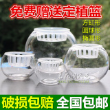 玻璃花瓶圆球 透明圆球送定植篮 风信子绿萝等花盆  水培植物器皿