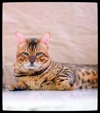TICA 金色孟加拉豹猫短毛猫成年猫宠物猫活体国际冠军豹猫ROCK