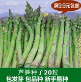 A722绿色进口芦笋种子装黎蒿蔬菜种子不开花 20粒