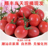 顺丰特产农家新鲜圣女果千禧小番茄孕妇时令水果小西红柿现摘批发