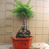 【天天特价】欧洲杉盆栽室内净化空气水培绿植植物澳洲松树桩盆景