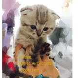 # 坨坨家 # 纯种苏格兰折耳DD 银虎斑幼猫活体 宠物猫出售
