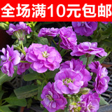 紫罗兰四季易种易活室内盆栽花卉春季花种子花草夏季种花籽春天种