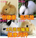 宠物活体兔子迷你公主兔宝宝 熊猫兔小灰兔白兔黑兔 包活保健康
