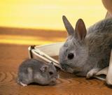【小灰兔】宠物兔一对包邮包活公主兔熊猫兔小白兔黑兔活体兔子
