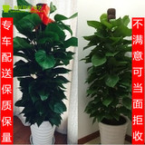 大型免费质保绿萝盆栽北京绿植办公室内客厅防辐射吸甲醛雾霾植物