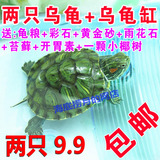 巴西龟苗 活体龟 小乌龟 巴西彩龟 宠物龟 乌龟活体 宠物龟小包邮