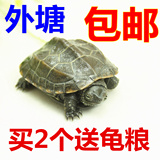 宠物活体乌龟外塘草龟中华草龟水龟金线龟金线草龟5~6cm镇宅小宠