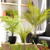 O2 仿真花假花盆栽客厅办公室绿植装饰花桌面落地植物摆设蕨类大