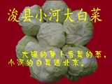 小河大白菜河南鹤壁浚县特产名菜优质绿色蔬菜绵柔可口汤浑润腹