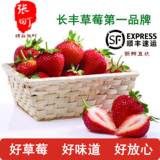 红颜奶油草莓（俏皮熊农品长丰草莓）合肥特色水果绿色水果不打农