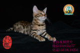 宠物猫 孟加拉豹猫 活体幼猫 孟加拉猫 豹猫 虎斑纹猫 包纯种520