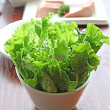 阳台种菜蔬菜种子 奶油生菜种子 生吃超嫩营养蔬菜沙拉 奶油香