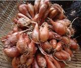 包邮 2016新鲜蔬菜农产品四川红葱头葱头种子红葱头火葱1000克