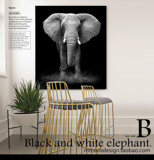 黑白大象经典动物摄影现代北欧客厅挂画玄关走廊卧室玄关装饰画