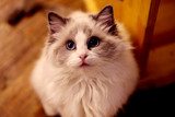CFA注册美国布偶猫 蓝双色极品布偶猫mm 活体猫咪