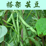 老品种非转基因四季青芸豆可留种蔬菜种子批发春播阳台盆栽菜豆角