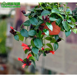 净化空气 吸甲醛 口红吊兰 家庭居室内垂吊观花植物中之佳品
