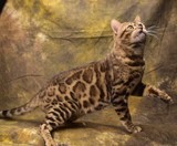 贝妮猫舍 2岁孟加拉豹猫种公出售或者借配