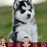宠物狗哈士奇雪橇犬幼犬出售二哈三把火蓝眼睛宠物狗赛级家养1
