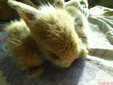 垂耳兔宝宝活体疫苗已打自家繁殖宠物兔小白兔小花兔