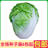 夏阳大白菜  蔬菜种子 阳台种菜 盆栽 高出芽率精装