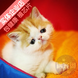 实体店正品异国长毛猫 加菲猫波斯猫 活体宠物猫重庆实体店包健康