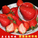 新鲜有机奶油草莓3斤装秒顺丰包邮当季水果送礼首选冬季养生