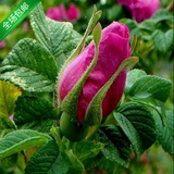 正品庭院花卉盆栽可食用玫瑰花苗大马士革一号当年开花批发促销