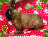 (暹罗侏儒兔)宠物兔活体由蓝卡萌宠兔舍繁殖 健康 活泼 亲人