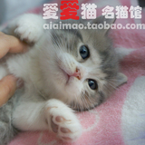蓝虎斑加白英短/双色/英国短毛猫/虎斑加白纯种猫 起司猫(SOLD)