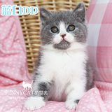 【已到苏州新家】宠物猫咪活体 蓝白英短猫正八 英国短毛幼猫公