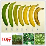 自然熟有机香蕉 新鲜香蕉水果banana  10斤装青香蕉 非芭蕉米蕉