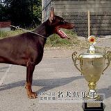 冠军犬杜宾成犬/立耳 红杜宾犬德系 德国贵族犬种/支持支付宝