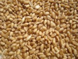 小麦粒 宠物粮鸽食 小麦草种子 可榨汁喝保健种子250g