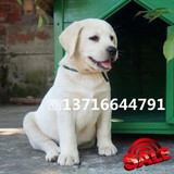 纯种奶白色黑色拉布拉多幼犬出售 拉布拉多犬宠物狗导盲犬中型犬