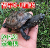 宠物龟活体龟中华草龟金线龟祈福放生龟乌龟6-8cm送龟粮特价直销